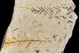 Metasequoia Fossil Plate - Cache Creek, BC #110892-1